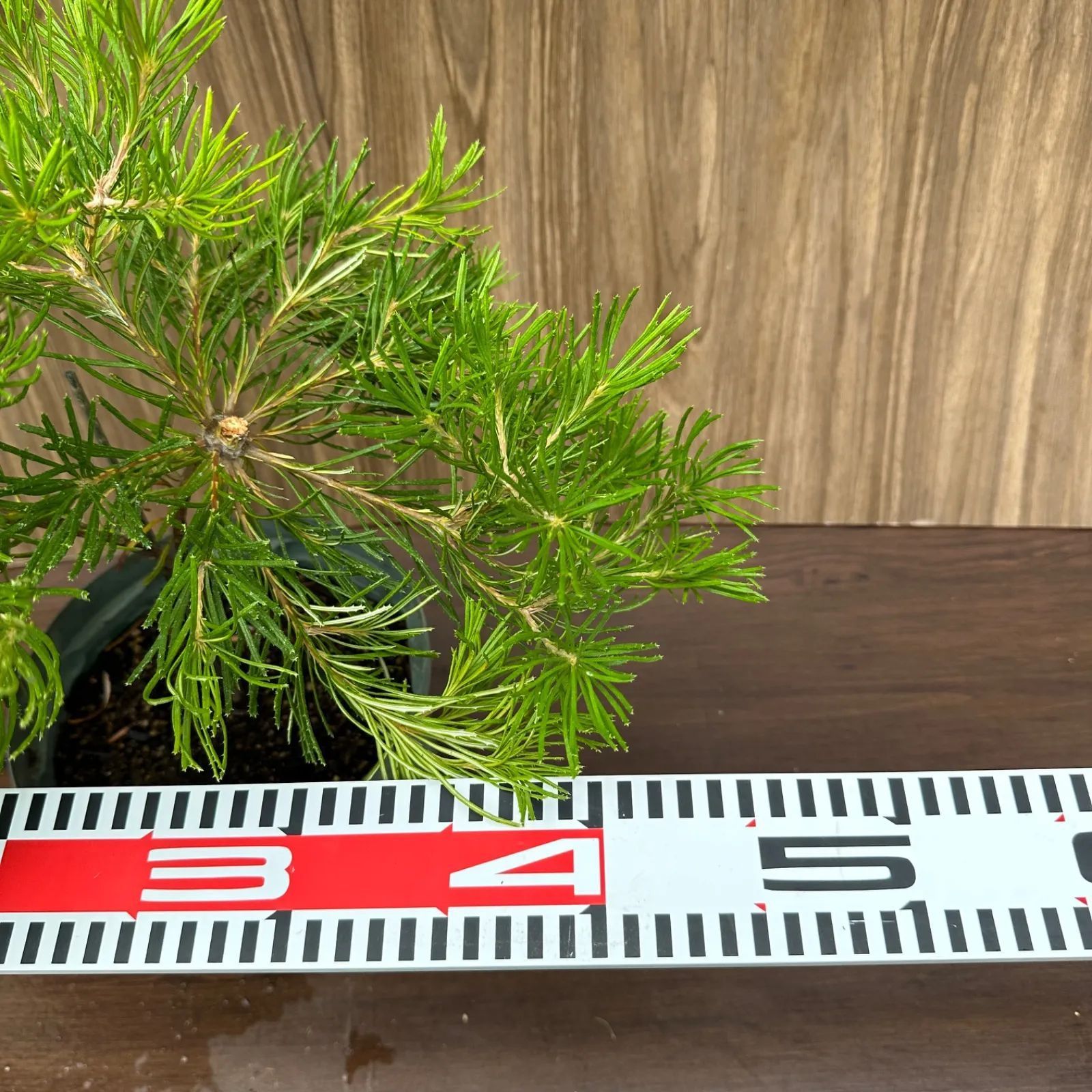 現品】④ バンクシア バースデーキャンドル 8号 オージープランツ ②