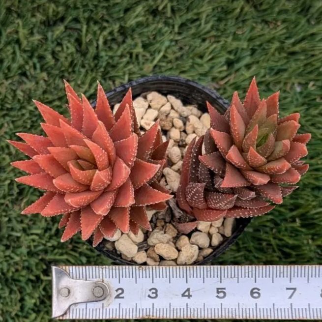 ハオルチア⭐️ 臙脂(えんじ)⭐️ 斑入り 美苗　美品　発根済み。 多肉植物ハオルチア属 十二の爪 - メルカリ