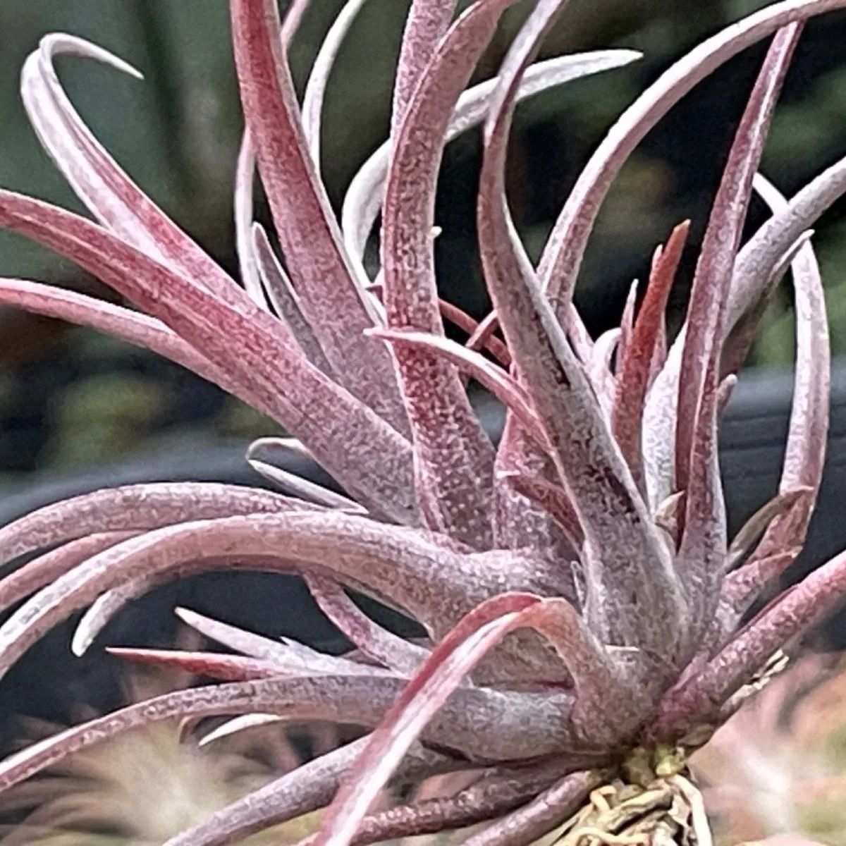 チランジア カピタータ ドミンゲンシス Tillandsia capitata var