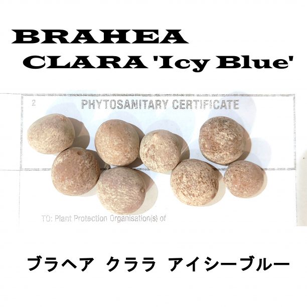 10月入荷 100粒+ ブラヘア クララ アイシーブルー 種 種子 証明書 10月入荷 25粒+ ブラヘア クララ アイシーブルー 種 種子 証明書