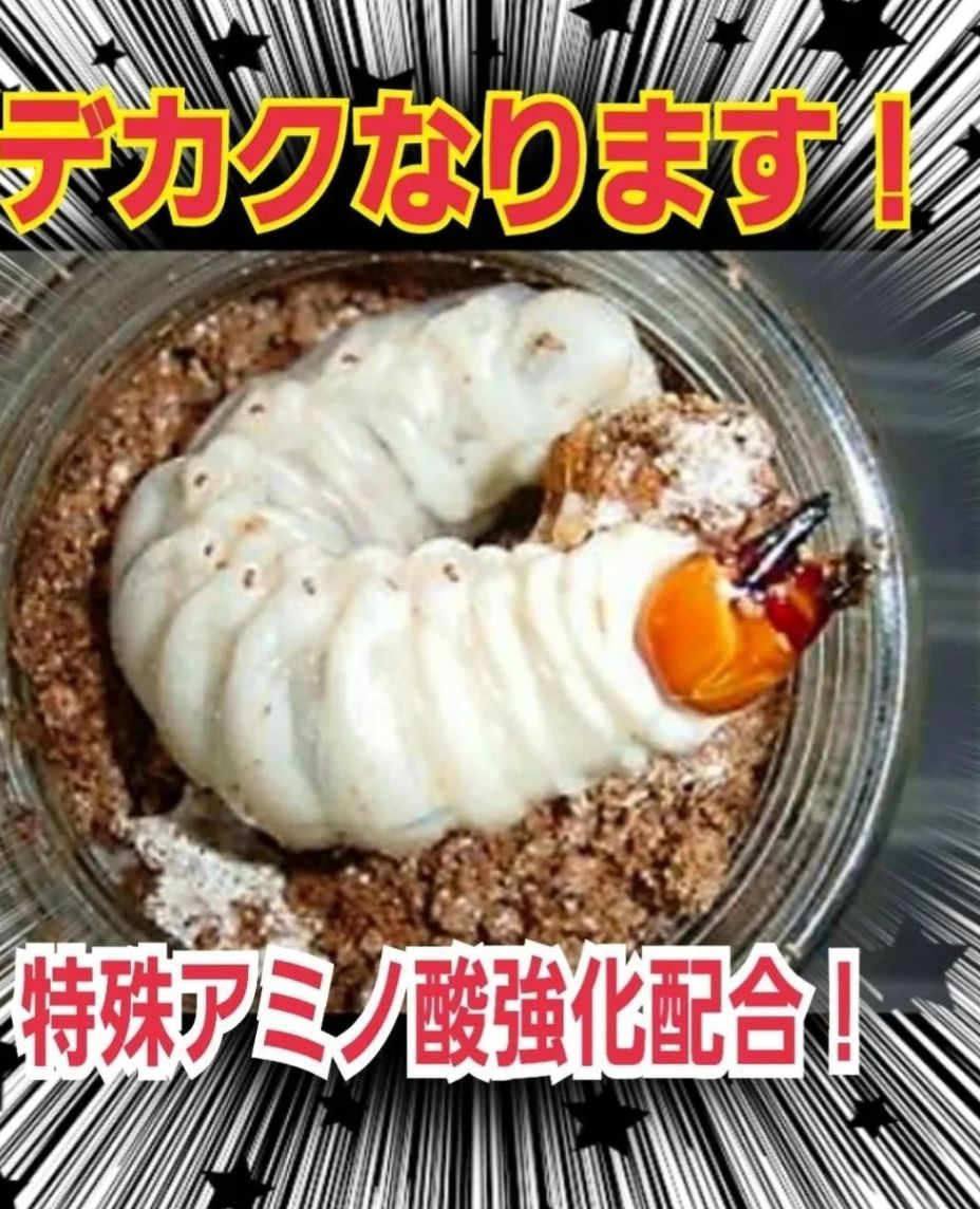 卍 クワガタ幼虫が大きくなる