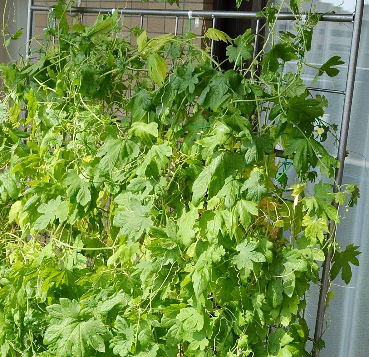 WAF-1100BASE-SLV トレリス ハンマートーンシルバー 幅110cm×高さ193cm スタンダード ワイド ウォールフェンス フレキシブル グリーンカーテンやローズフェンスに ガーデンガーデン