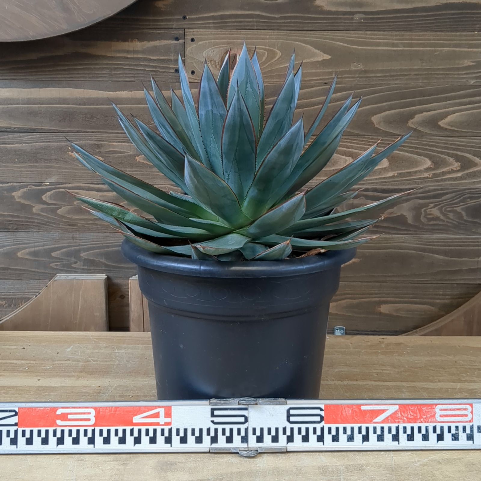 アガベ ブルーグロー レッドエッジ【 現物 】大株 鉢のまま発送 A