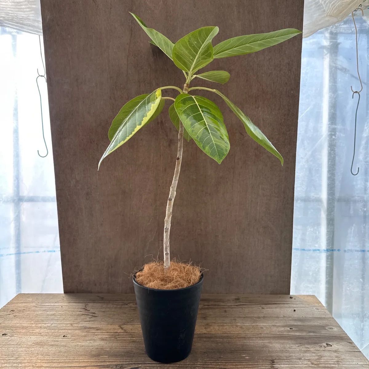 フィカス アルテシマ Ficus Altissima 現品 クワ科 フィカス属 観葉植物 観葉 植物 斑入り 斑 インテリア おしゃれ おすすめ  プレゼント かわいい グリーン 開店祝い 新築祝い お祝い 祝い 贈り物 - メルカリ