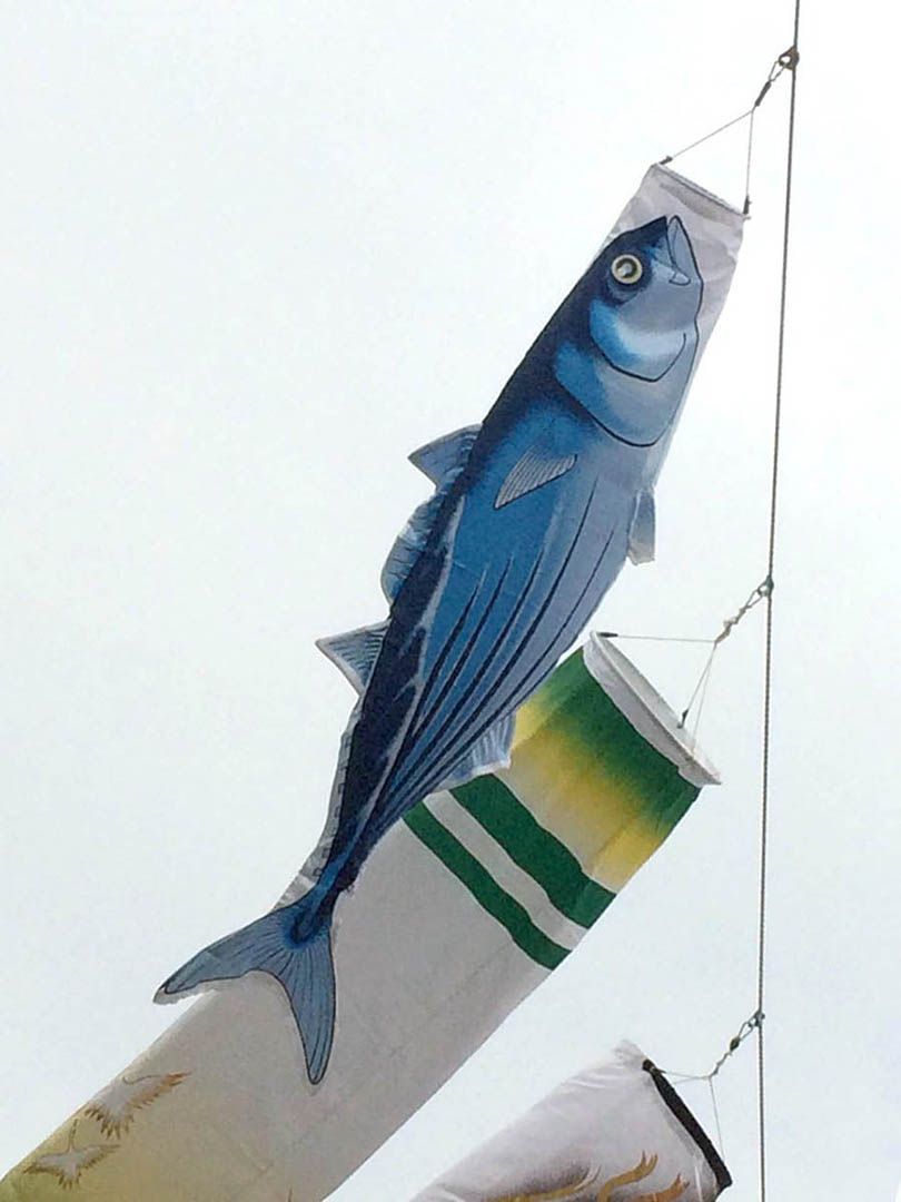 単品 5魚種