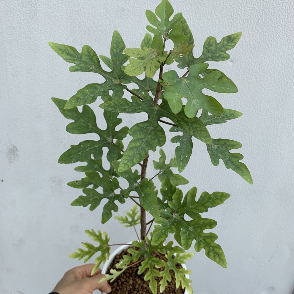 究極の美◼️蔵から美しい自然釉薬の備前焼と思われる盆栽鉢が出てきた、茶道具、花道具 究極の美◼️蔵から美しい自然釉薬の備前焼と思われる盆栽鉢