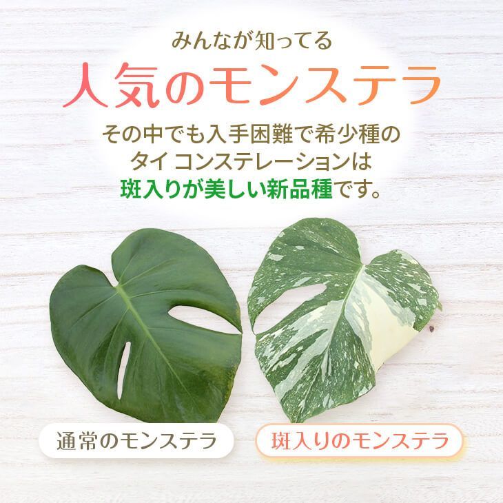 斑入りモンステラ「タイ コンステレーション」』 1.7号ポット鉢2