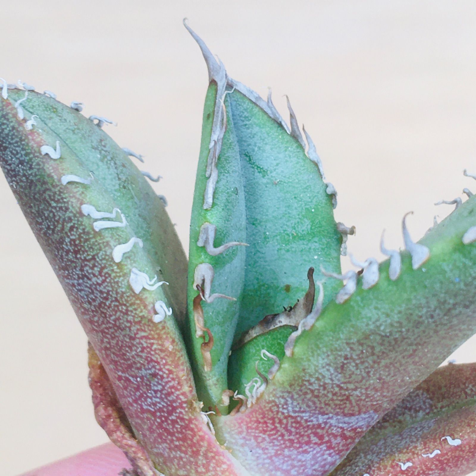 稀少・高騰品種】ホリダ × レッドキャットウィーズル hyb アガベ