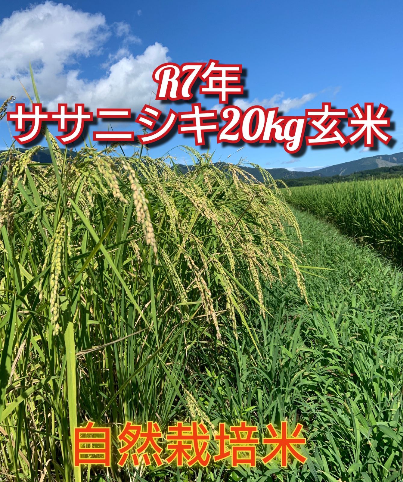 令和7年 棚田米 自然栽培米ササニシキ20kg玄米
