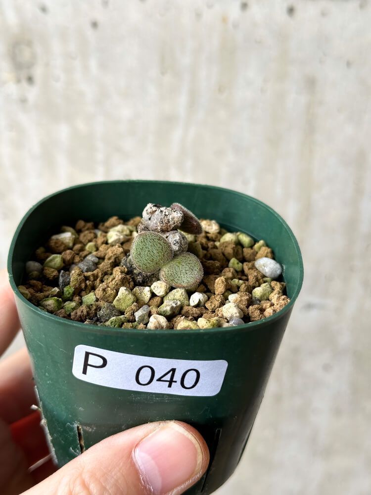現品限り】チレコドン・ノルティ【P40】 Tylecodon nolteei