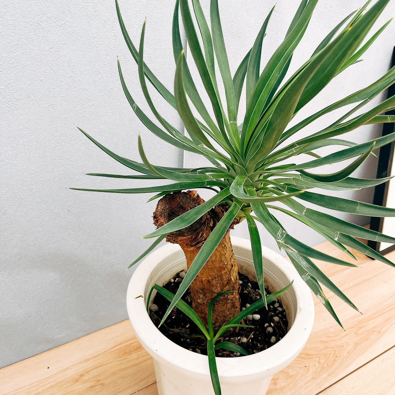 ［現品］【希少】ユッカ　アロイフォリア　8号　観葉植物　室内　レア　千寿蘭 現品］【希少】ユッカ アロイフォリア 8号 観葉植物 室内 レア