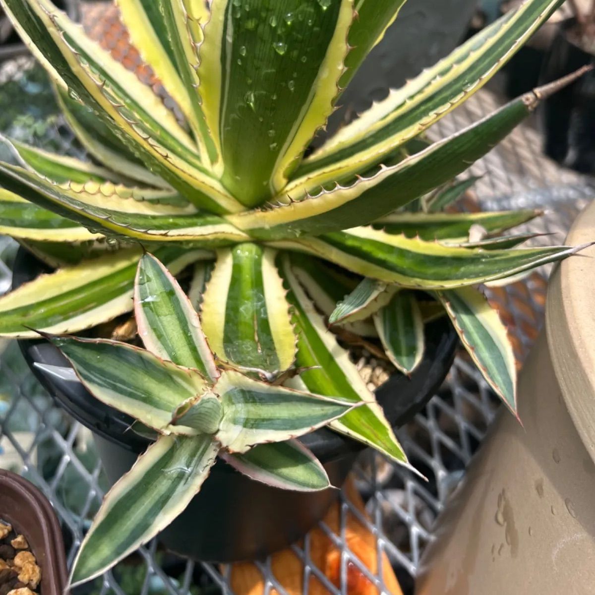 Agave lophantha _アガベ 血なまぐさく 五色万代 子株1株 抜き苗発送