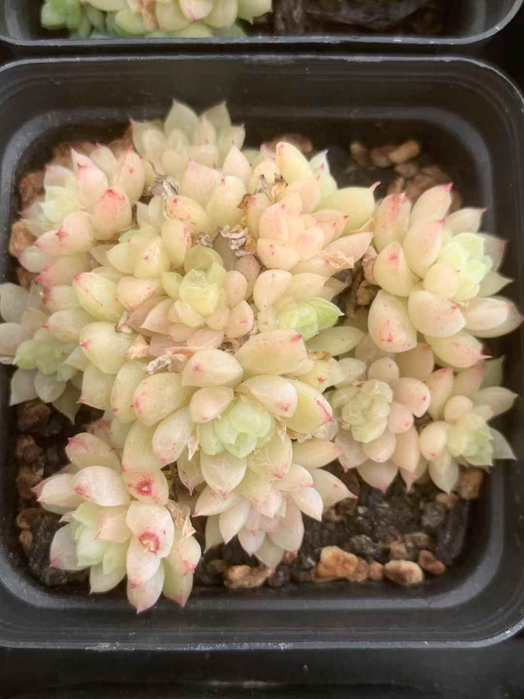 54株の抜き苗セット ジュエリー 多肉植物 佐川急便発送 エケベリア 韓国苗 LX65