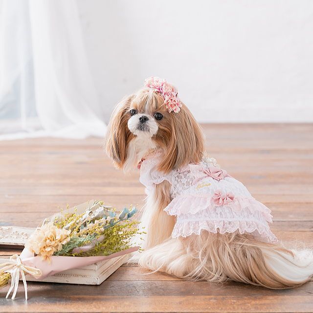 きゃんナナ　ワンピース　ピンク　Mサイズ 楽天市場】犬服 ワンピース 秋冬 【きゃんナナ】CaNNana