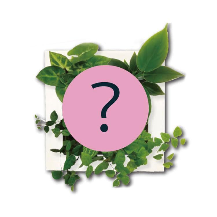 在庫 観葉植物 本物 壁掛け お手入れ簡単 良く育つ 土に代わる新素材 パフカル 使用 おしゃれ model インテリア 植栽おまかせ グリーン デザイン ホワイト1個 ミドリエ