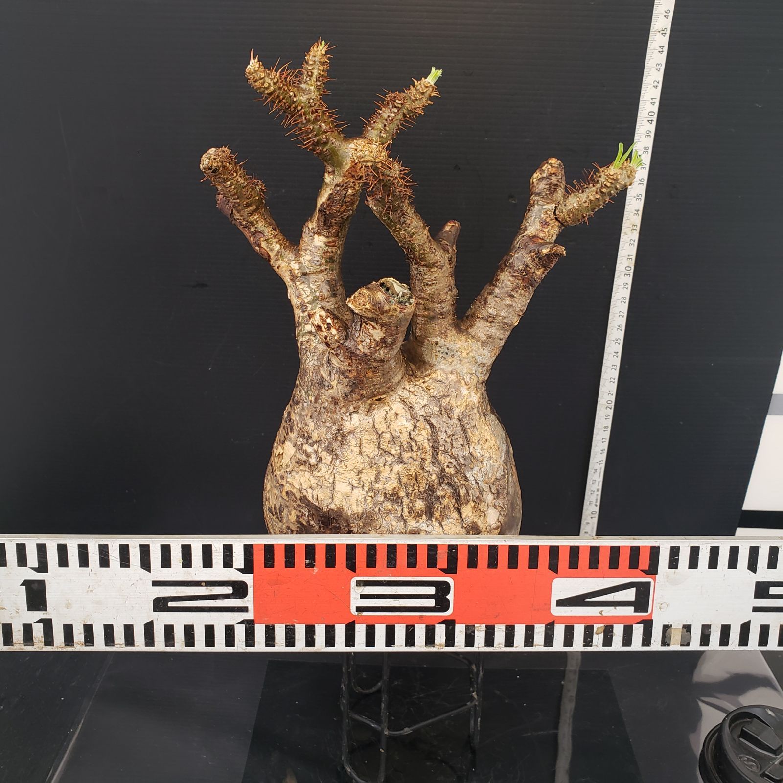 T537【最新到着】Pachypodium グラキリス（L）（現地球・抜き苗