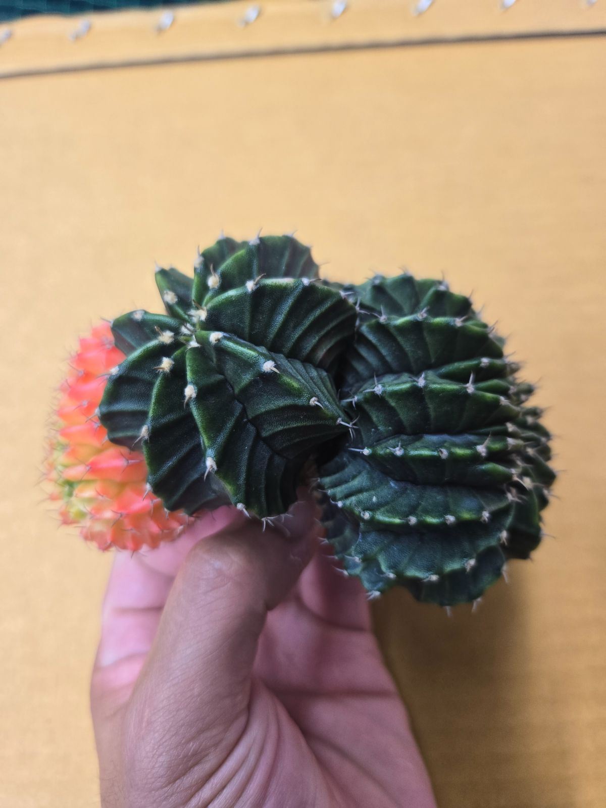 緋牡丹錦 群生綴化