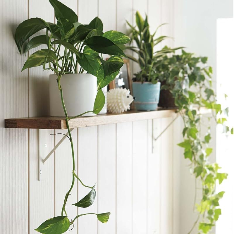 ウッドワン 棚板 ニュージーパイン無垢材 ナチュラル色 糸面 長さ1500x奥行145x厚み18mm MTR1500D-C1I-NL 0 STEELWINDOWSANDDOORS_COM