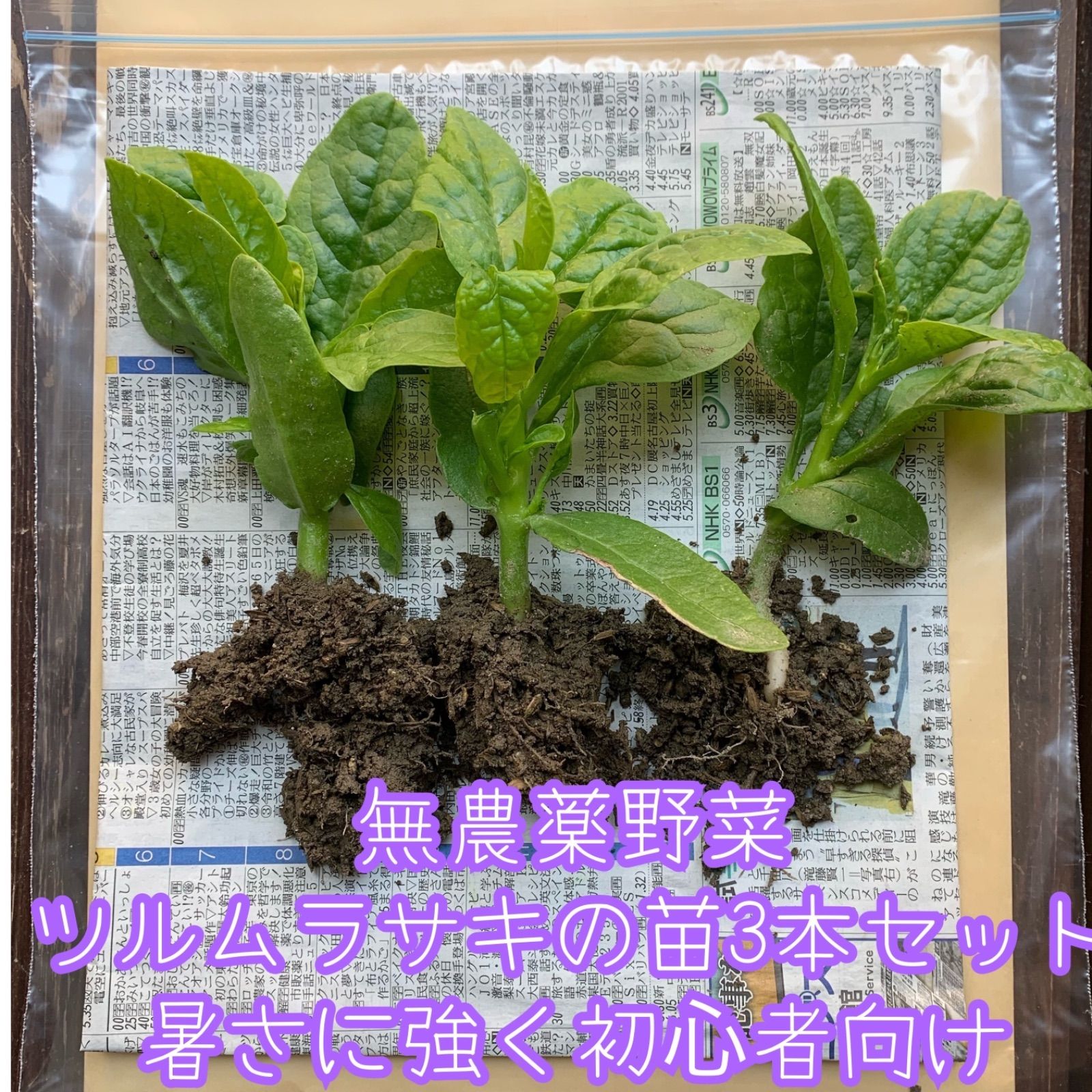 無農薬野菜 ツルムラサキの苗 3本セット プランター 初心者向け 暑さに強い メルカリshops