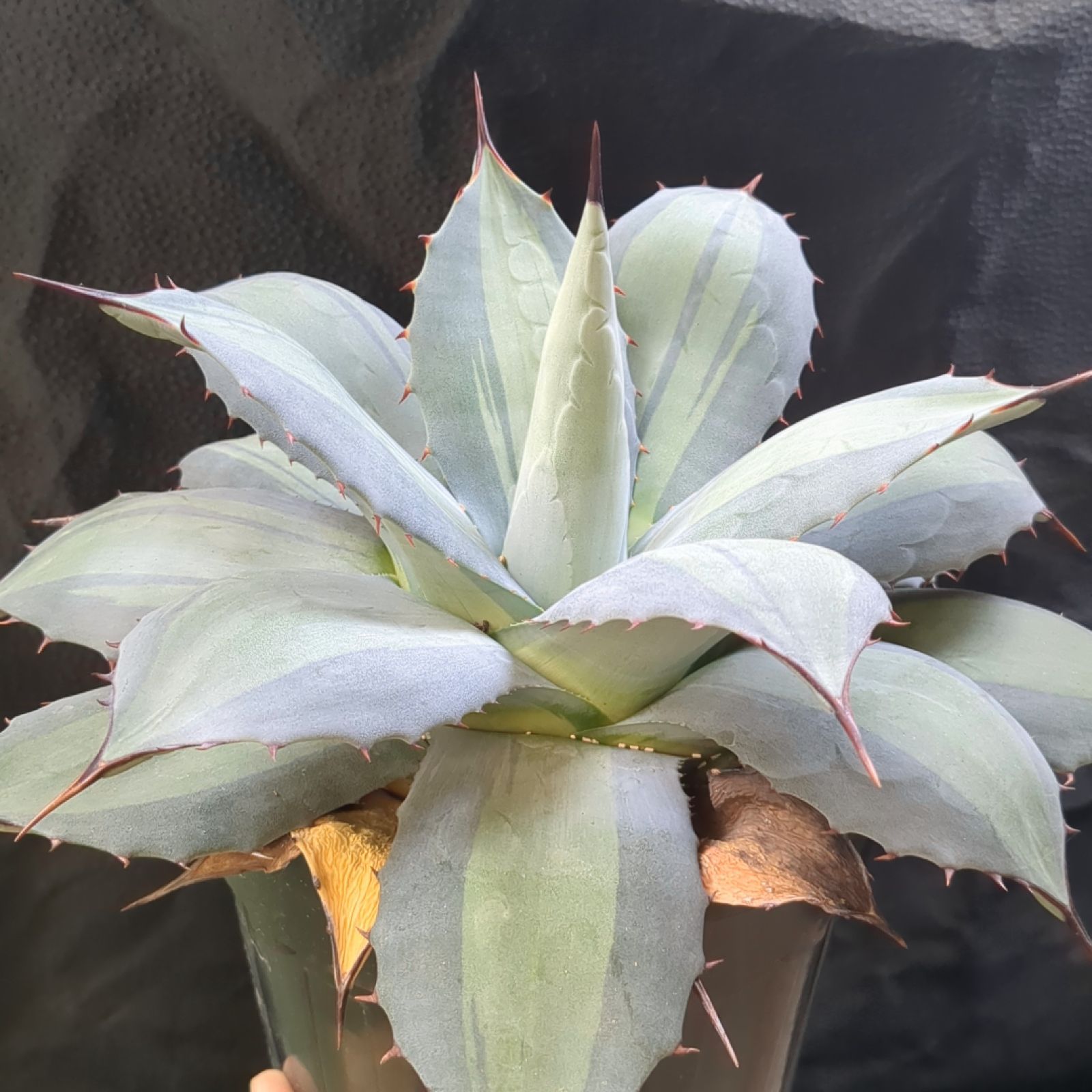 アガベ パリー 【 吉祥天錦 】早いもの勝ち 鉢のまま発送 - メルカリ