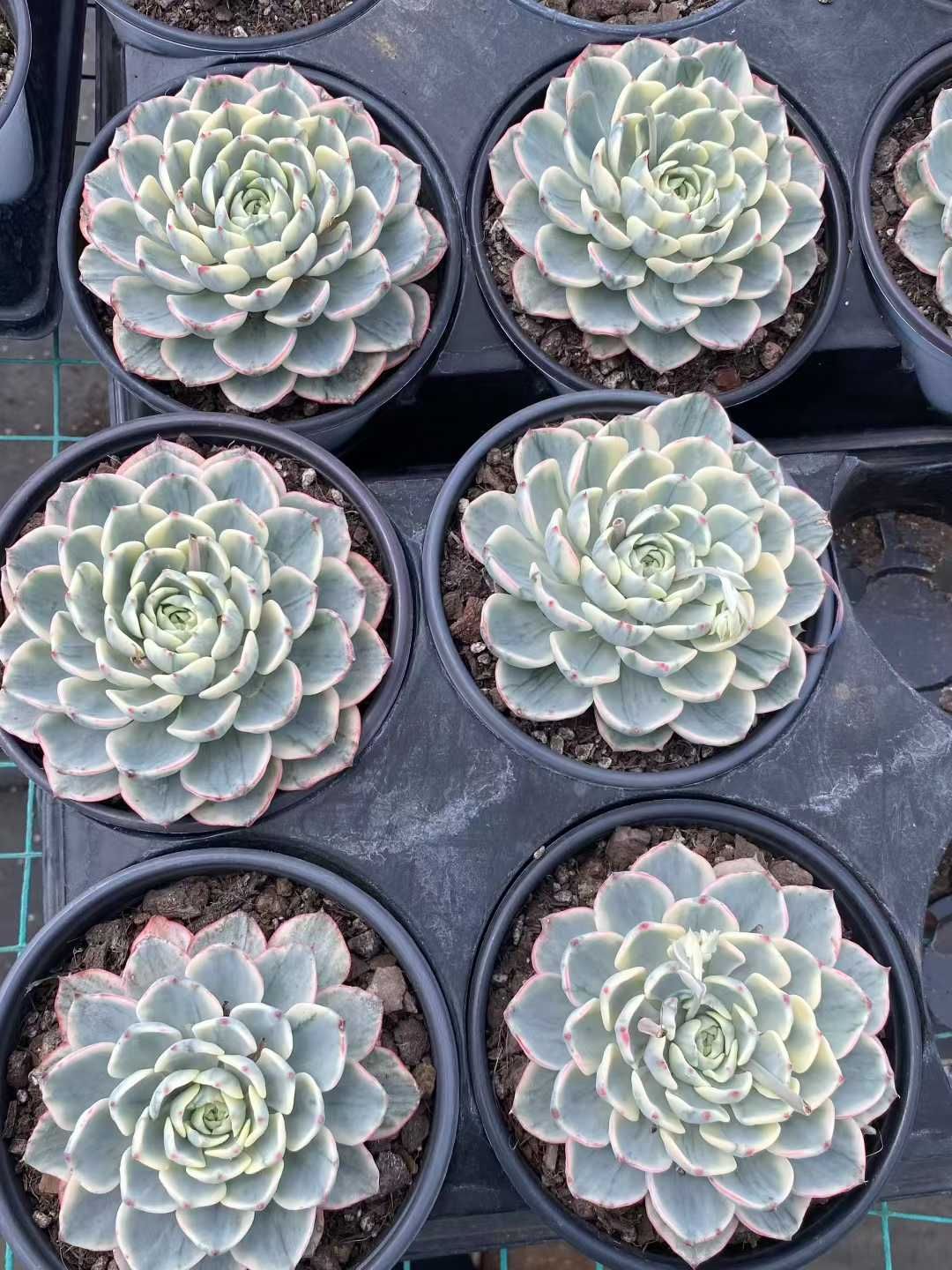 12株の抜き苗セット パキベリア