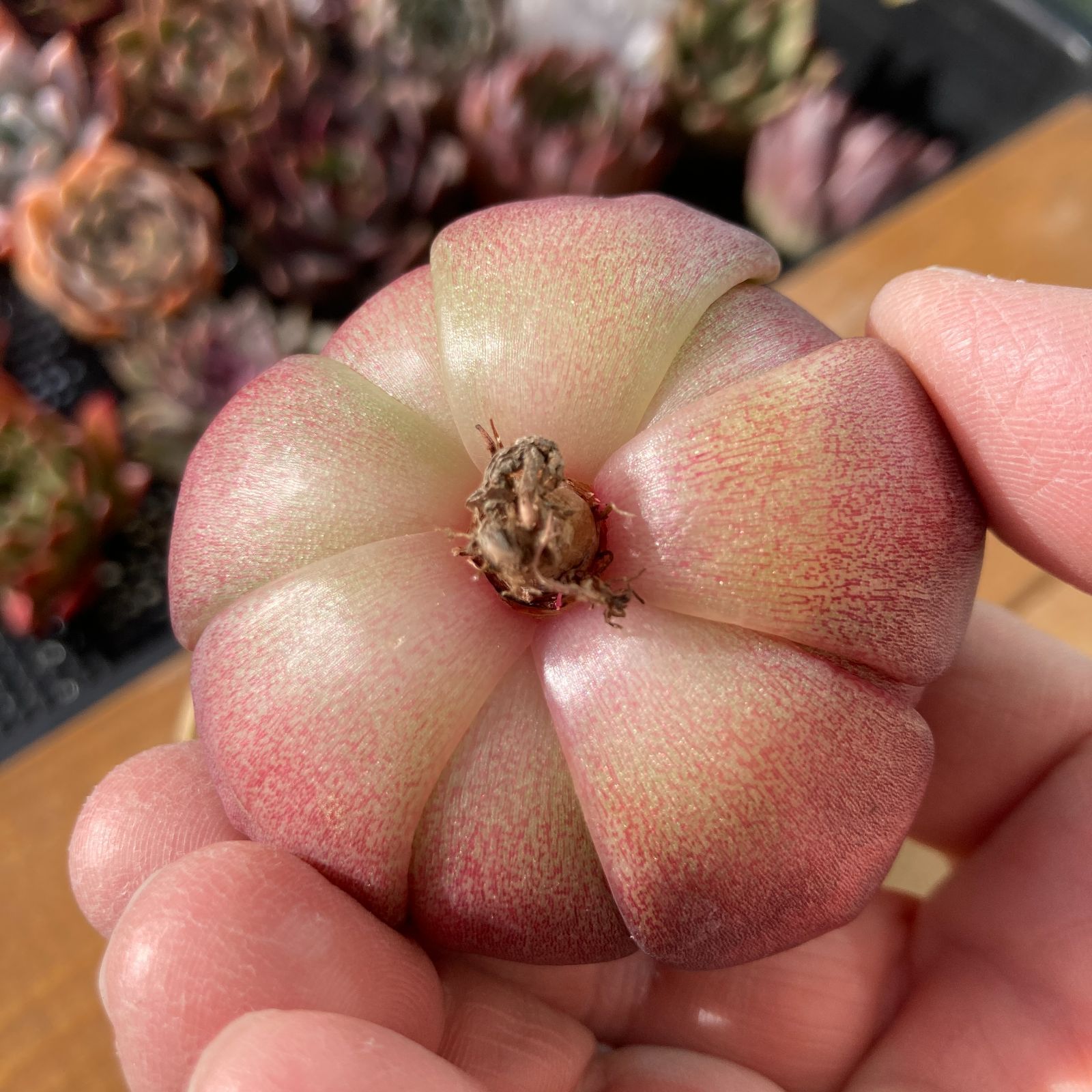 新入荷】エケべリア ブラッククリスタル 多肉植物韓国苗【ポコ多肉