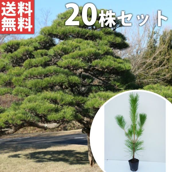 苗/苗木 【20本セット】 クロマツ 樹高0.5m前後 10.5cmポット 黒松 くろまつ 苗木 苗 松の木 植木 庭木 生け垣 ka 20本 20