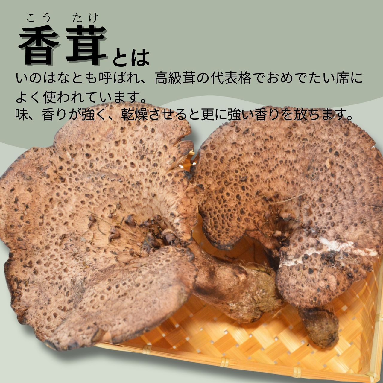 山形県産 天然きのこ 乾燥 香茸 30g 国産 シシタケ いのはな