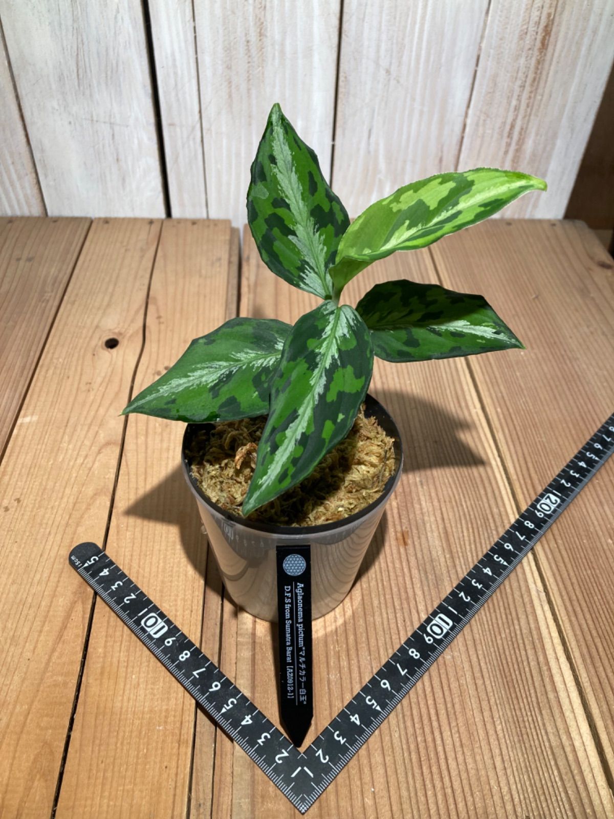 AZ便 アグラオネマ マルチカラー白玉 Aglaonema ネームド AZ便 アグラオネマ マルチカラー白玉 Aglaonema ネームド