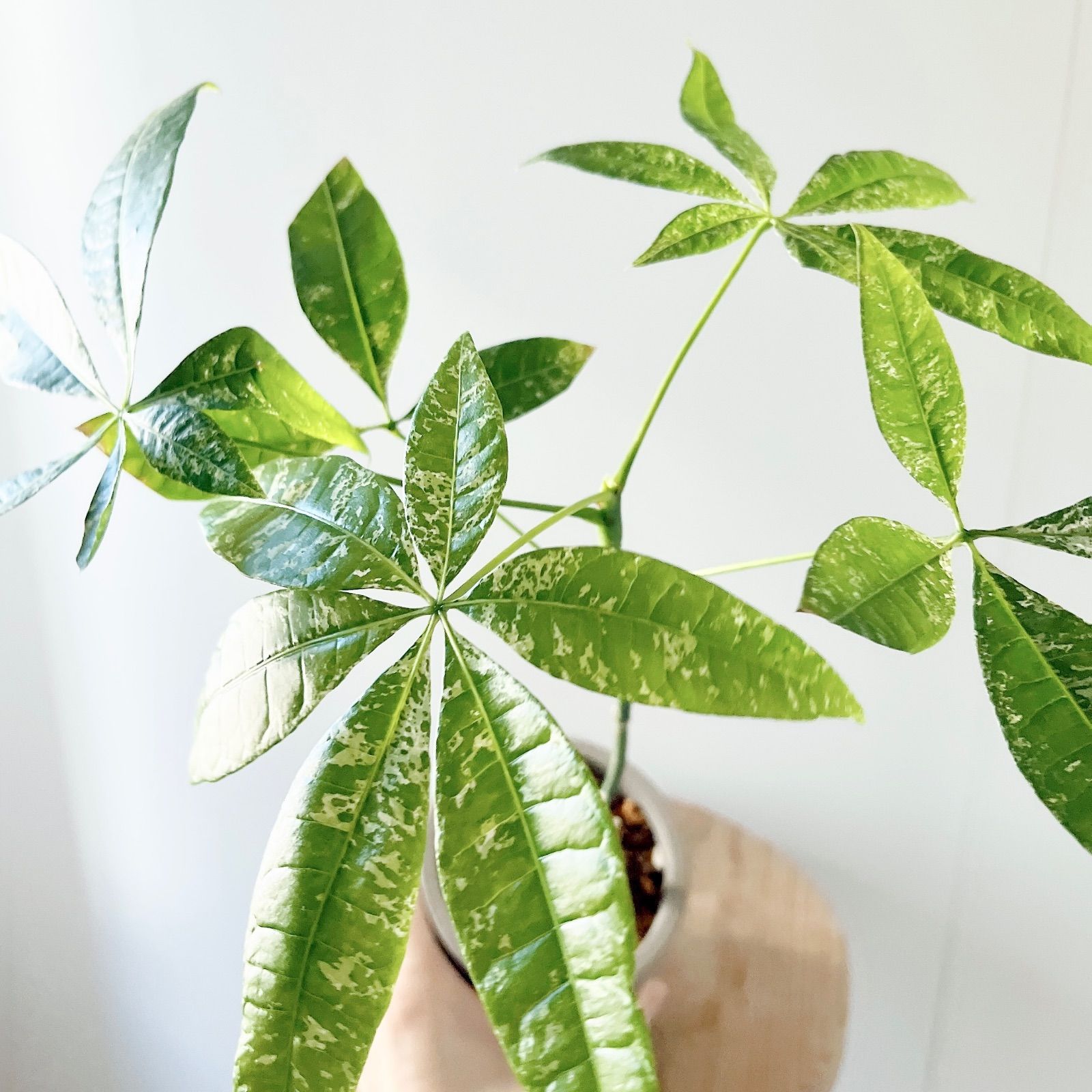 希少＊パキラ・ミルキーウェイ【現品発送】 calm cafe 希少】斑入り パキラミルキーウェイ 実生 陶器鉢 Sサイズ 観葉植物