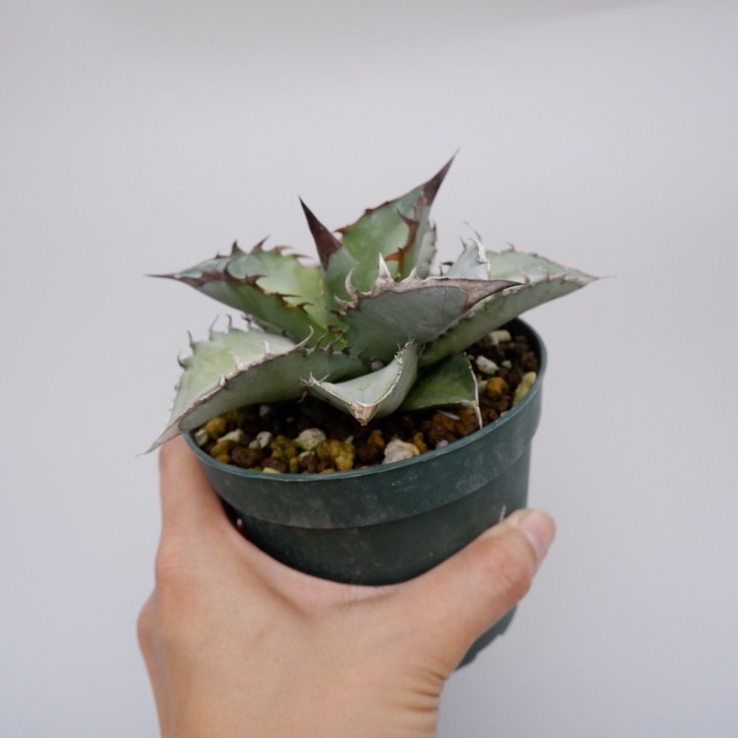 agave titanota X-Rays アガベ チタノタ② - メルカリ