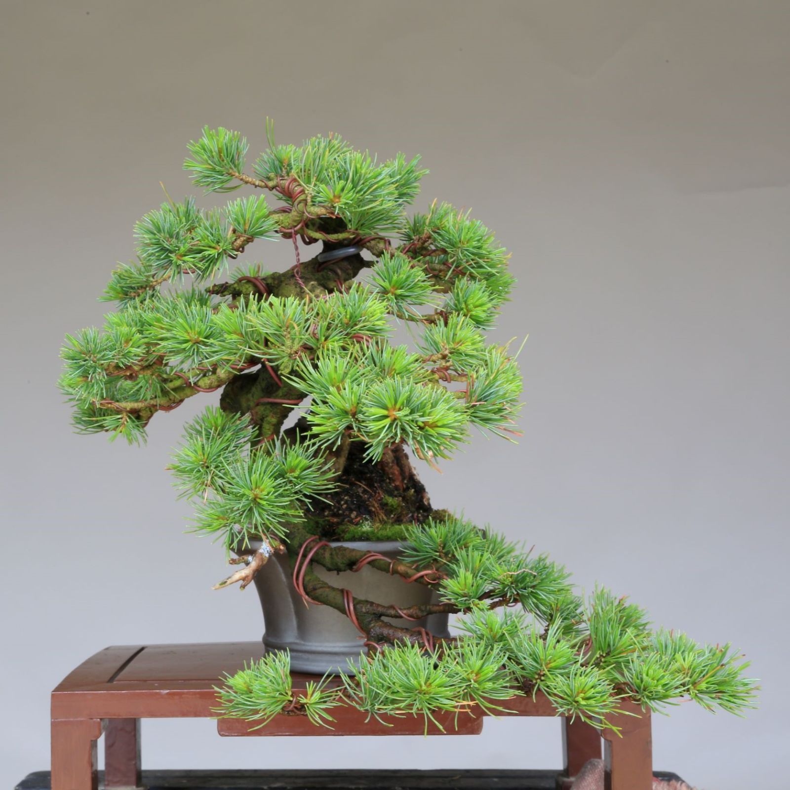 小品 半懸崖 根上がり五葉松盆栽