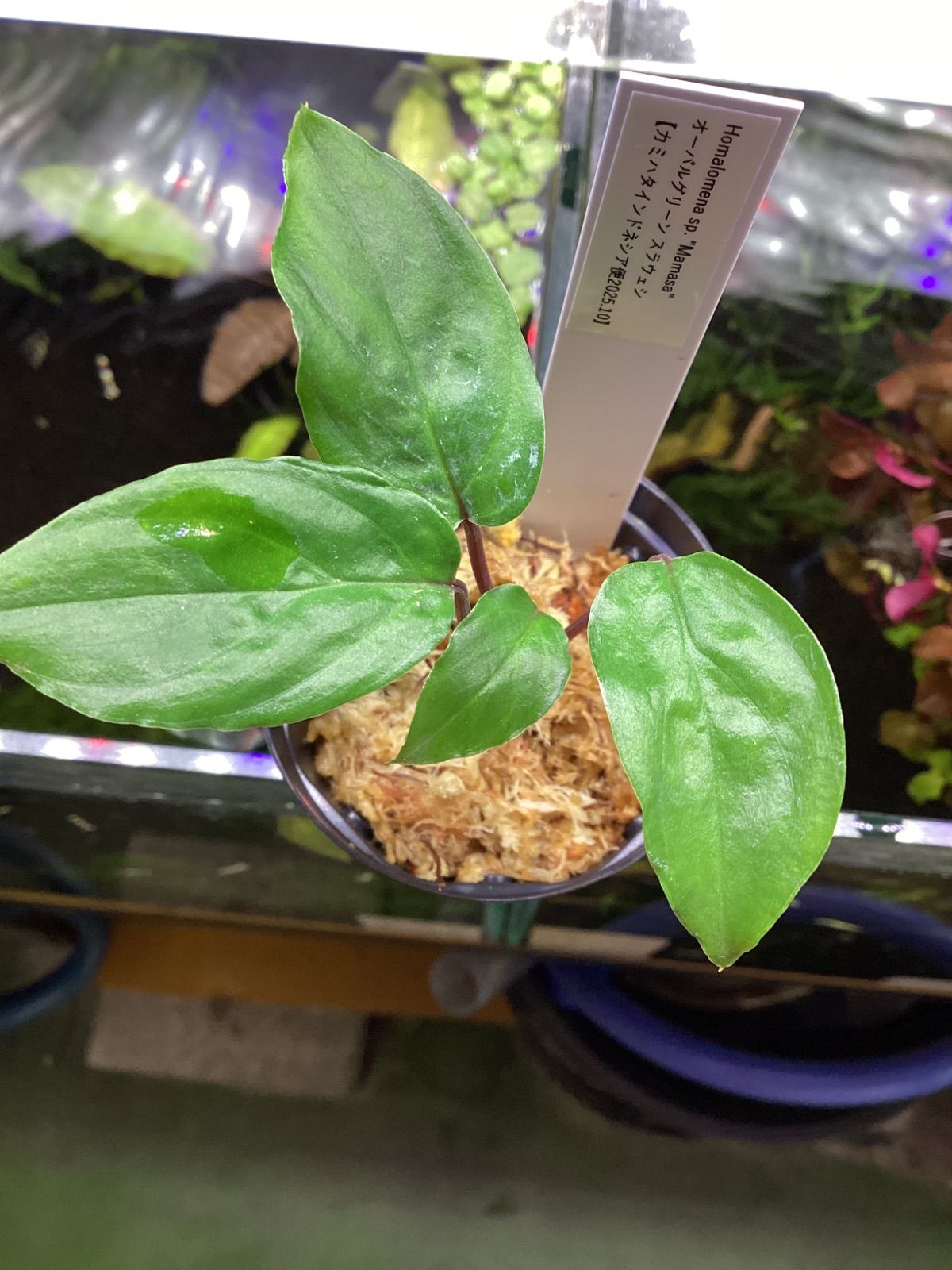 ホマロメナsp. Mamasa Sulawesi カミハタ便 熱帯植物 Homalomena sp