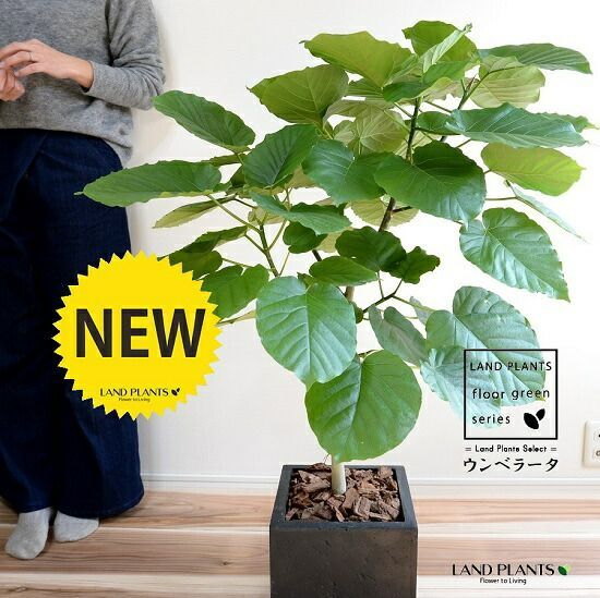 ✴︎】ドラセナ アフェランドラ クロトン ハイドロカルチャー 観葉植物