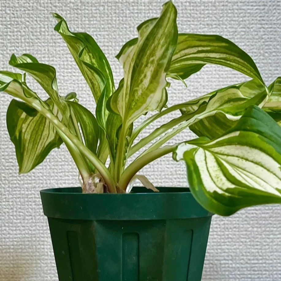 ギボウシ ホスタ 斑入り 抜き苗 芽5個 - メルカリ