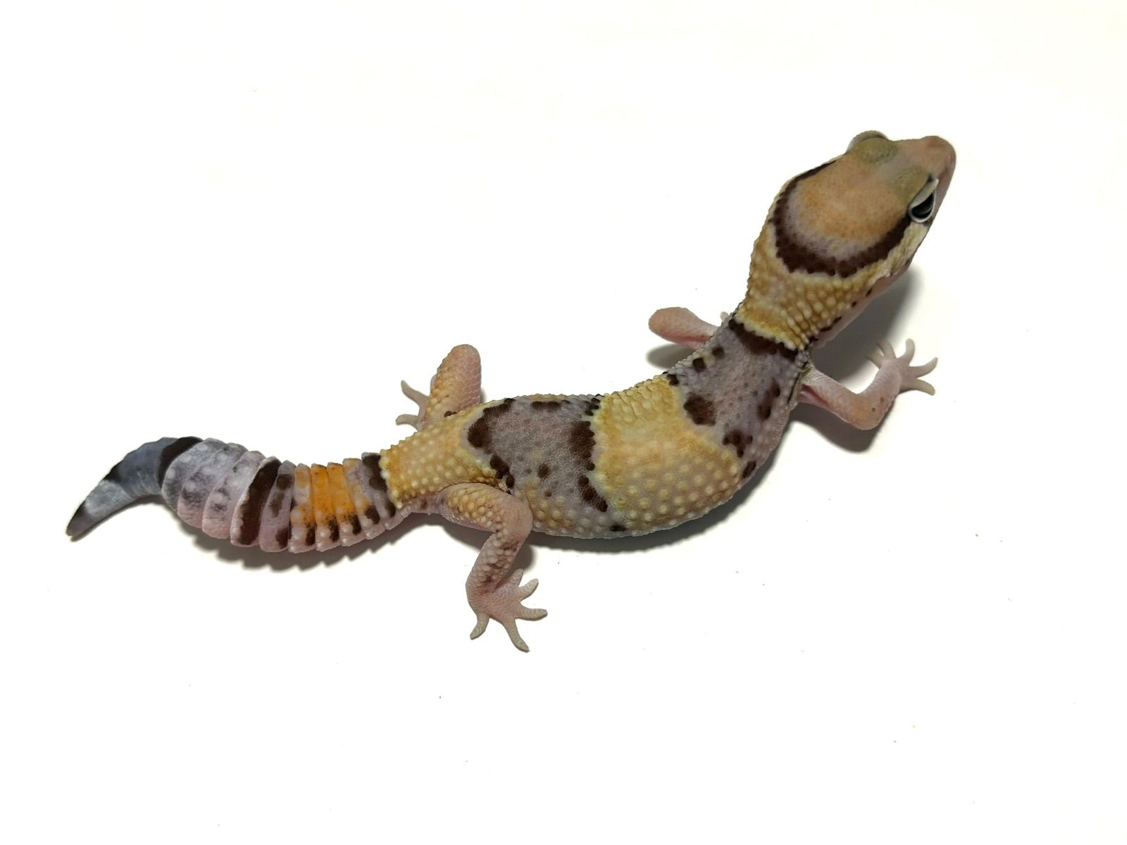 冷凍イエコML約3000匹1kg冷凍コオロギ