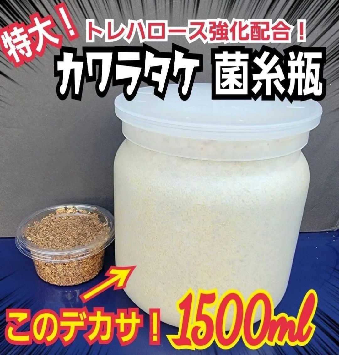 タランドゥス オウゴンオニクワガタ レギウスが巨大化 上 カワラタケ菌糸瓶 特大1500 ml 6本セット 特殊アミノ酸強化配合 トレハロース増量