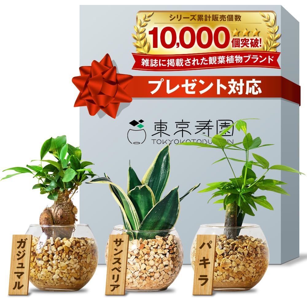 ミニ観葉植物 土を使わない観葉植物 ミニ 小さい 本物 室内用 ハイドロカルチャー 育てやすい観葉植物 3点セット ガジュマル 観葉植物 サンスベリア 東京寿園 パキラ