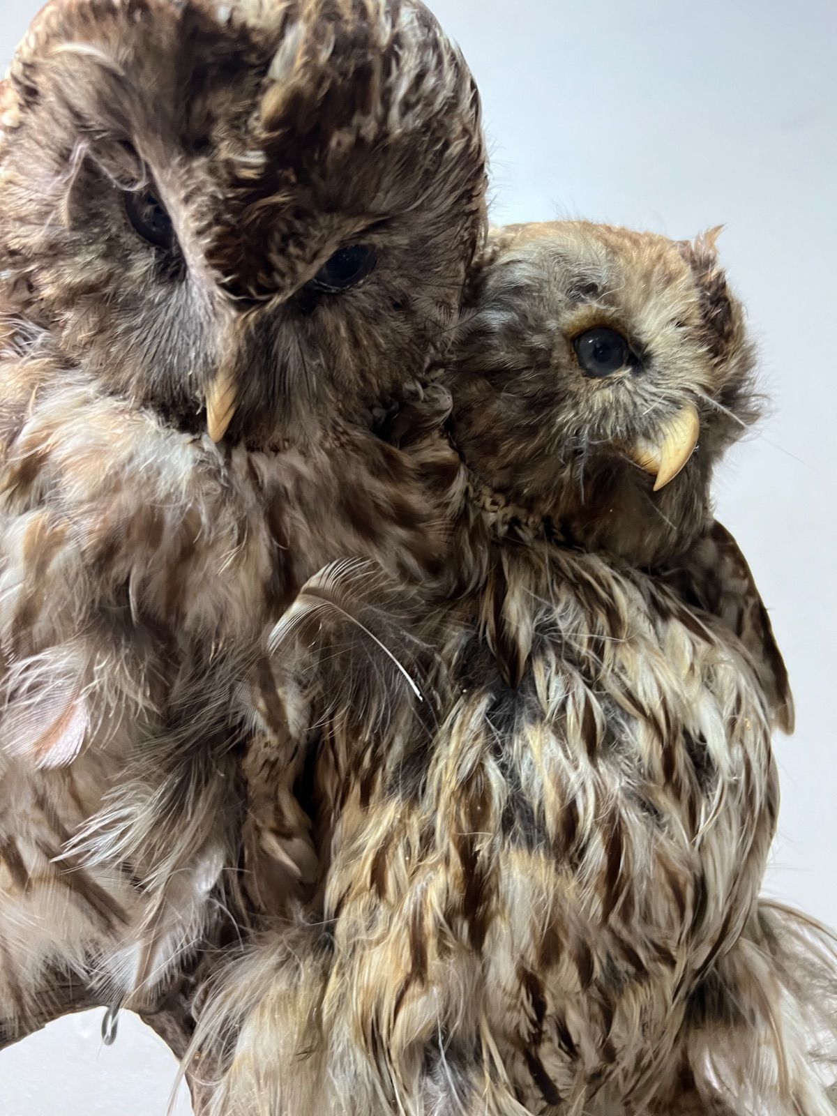 ⭐︎ フクロウ 剥製 3羽 縁起物 ふくろう 立木 オブジェ - メルカリ