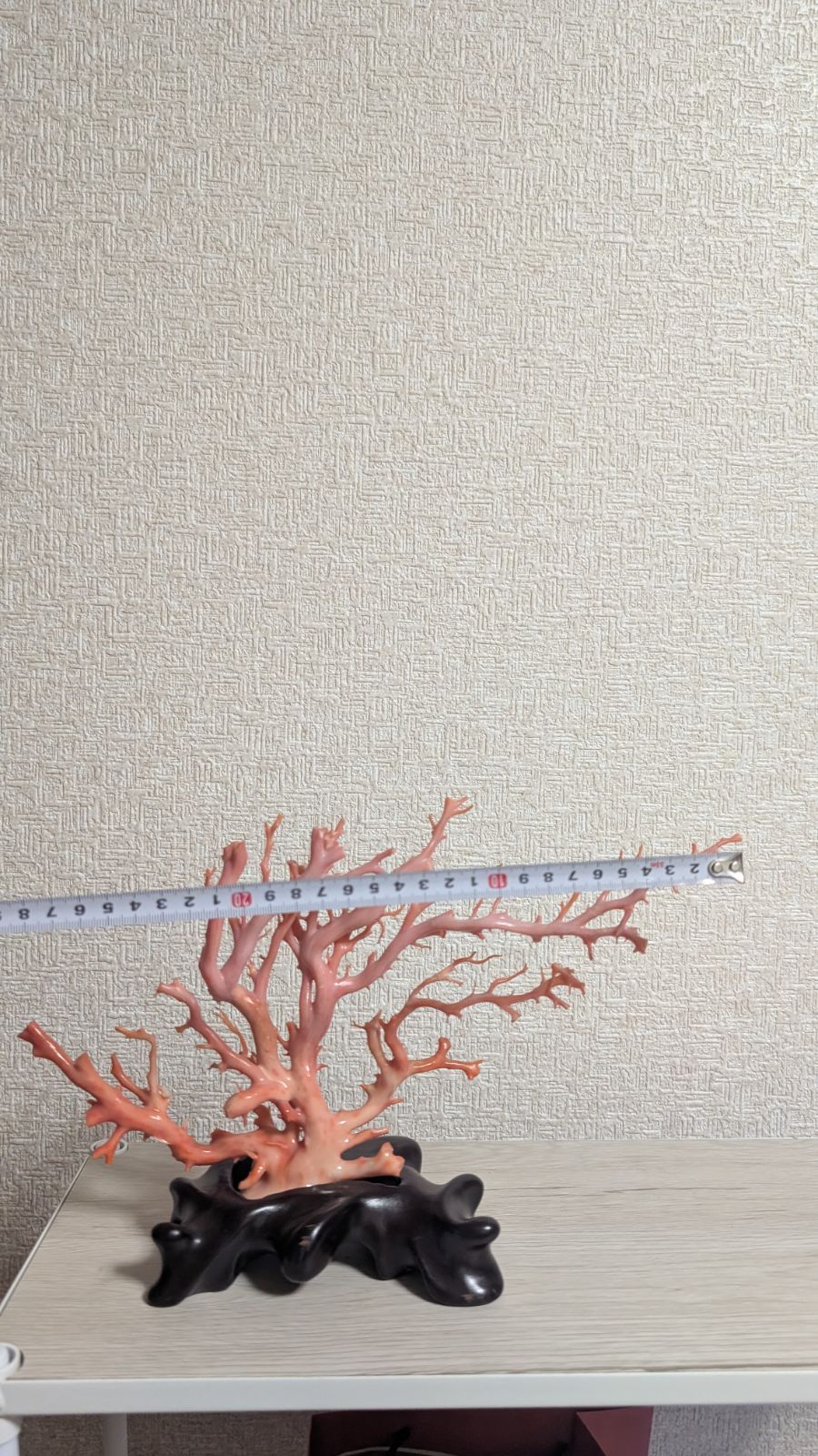 珊瑚 本珊瑚