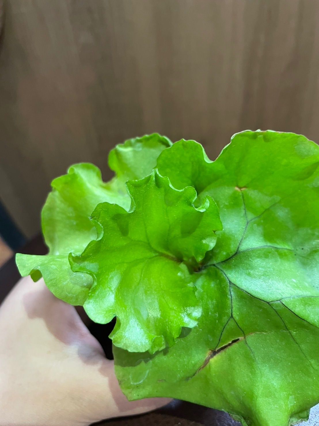 ビカクシダ リドレイ モンキーキング YUZUMIYA_COM