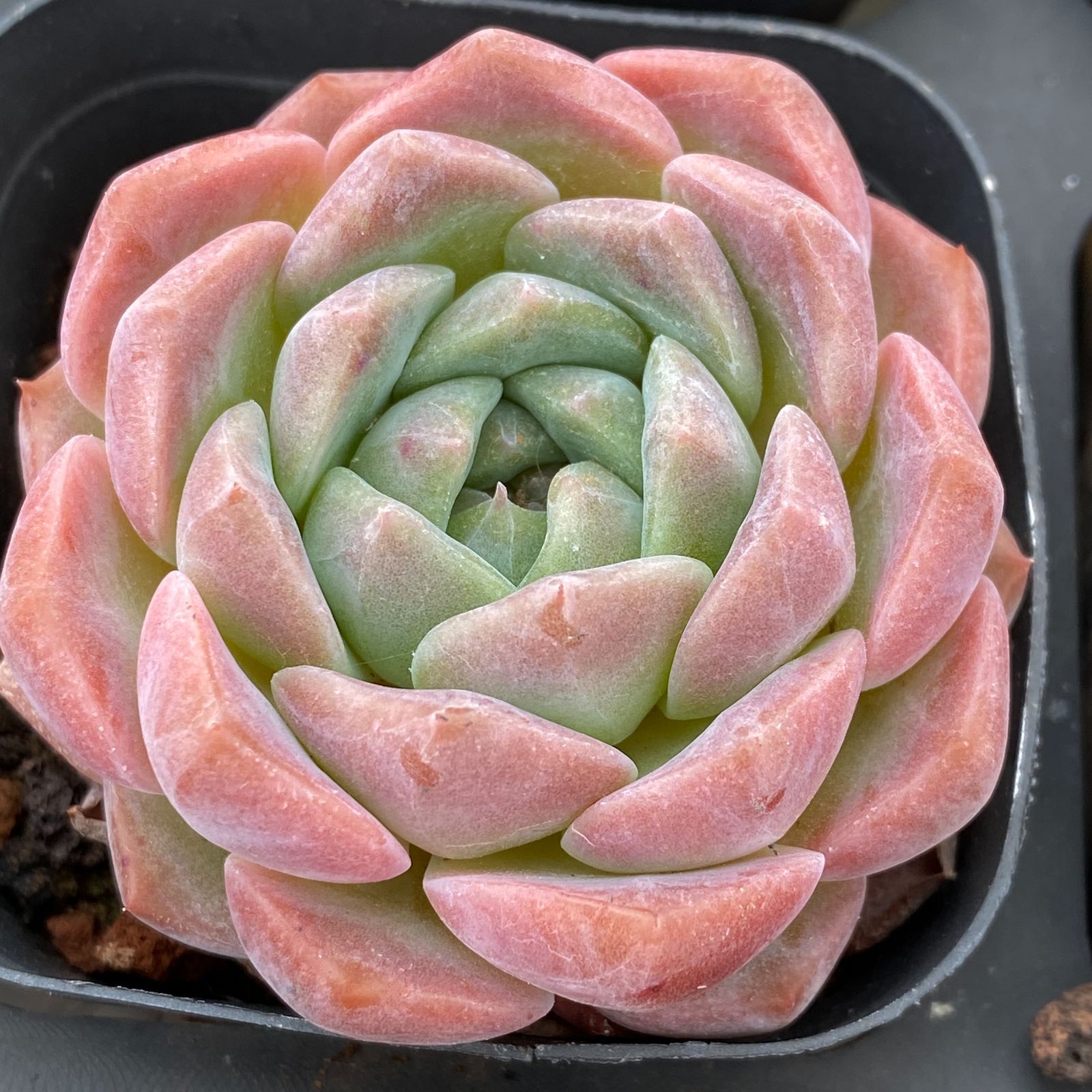 琥*い様 S405　小雪　抜き苗　55株　多肉植物 エケベリア 韓国苗 サボテン 特価 抜き苗 ジュンアイ LB1330×40株 ふっくら 多肉植物