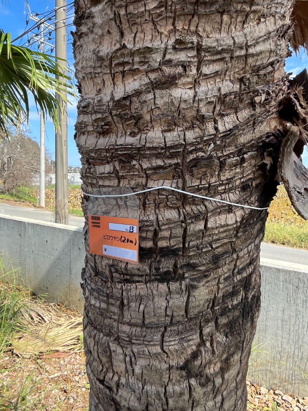 ビロウヤシ No.13 - メルカリ