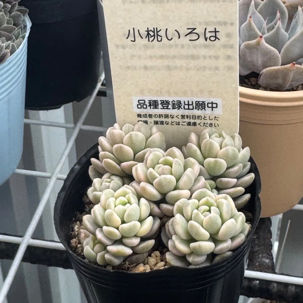 古都の葉さん　小桃いろは　札付き　メルカリ便 古都の葉 小桃いろは パウチ札付き - メルカリ