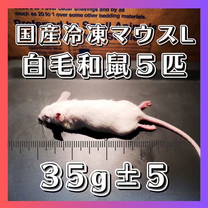 冷凍アダルトラット L 5匹 冷凍マウス