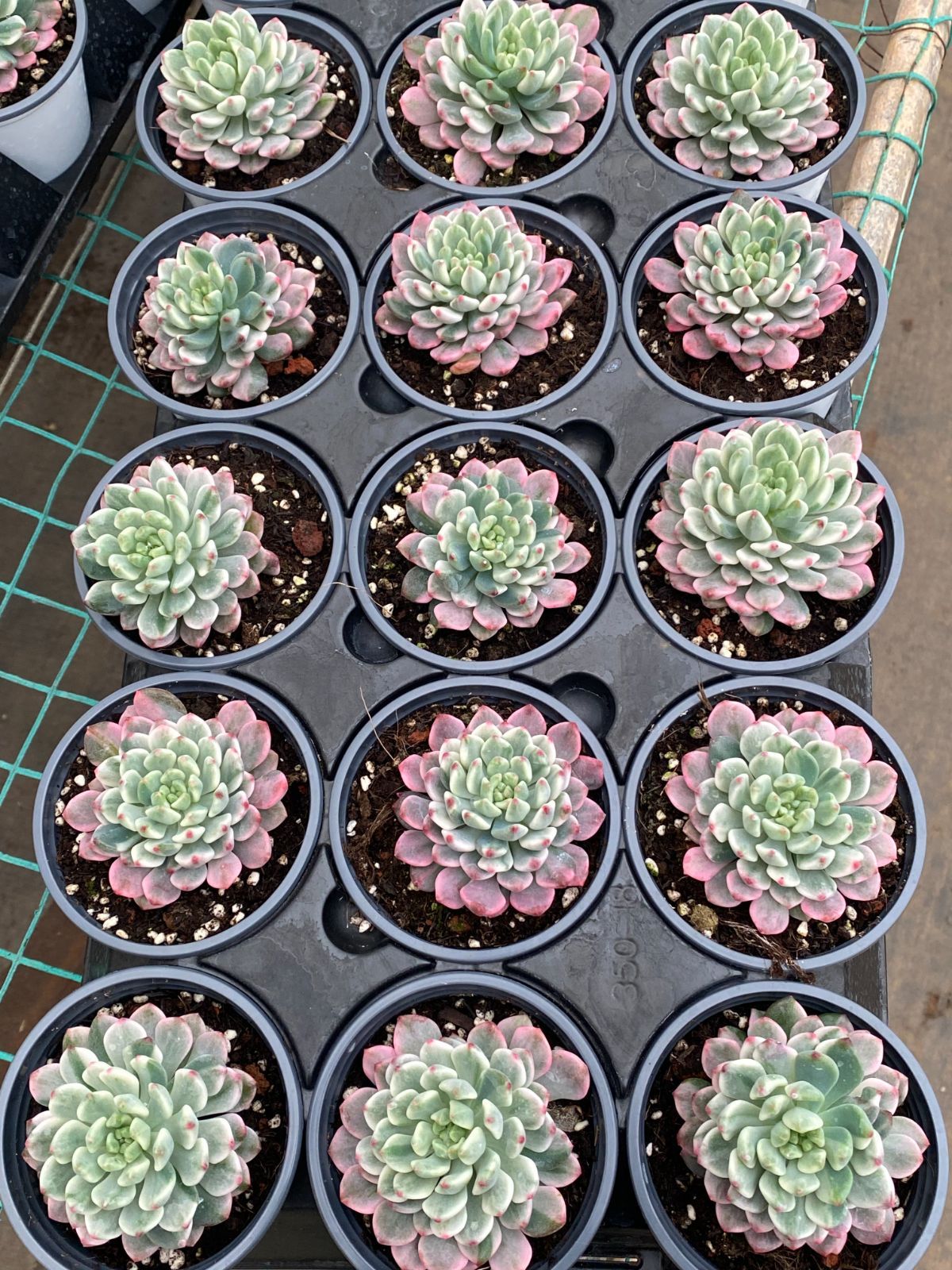 **週末のみ出品** 多肉植物　韓国苗　りんごの花　抜き苗　10cm以上 週末のみ出品** 多肉植物 韓国苗 りんごの花 抜き苗 10cm以上 週末