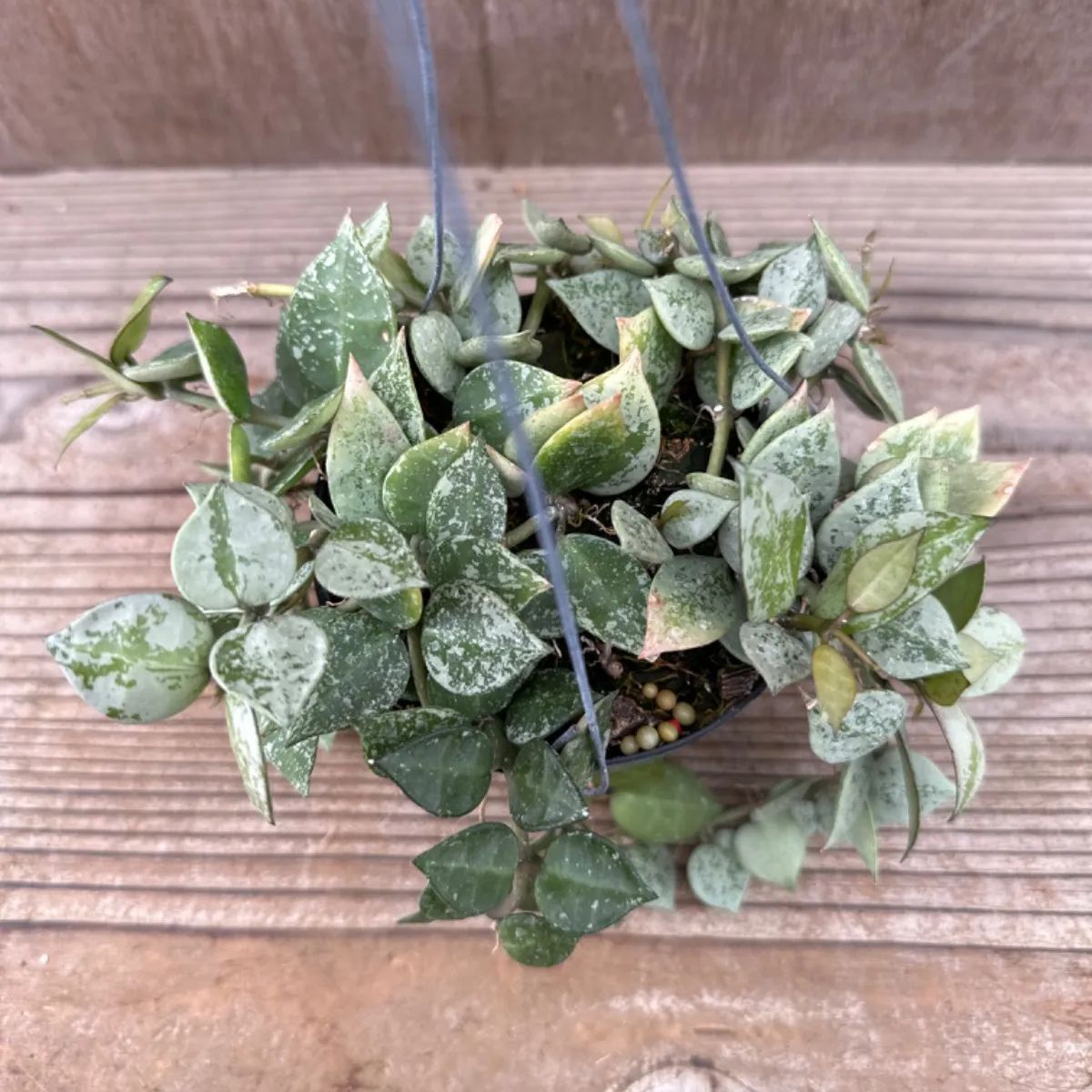 ホヤ クローニアナシルバー① サクララン 桜蘭 現品 Hoya