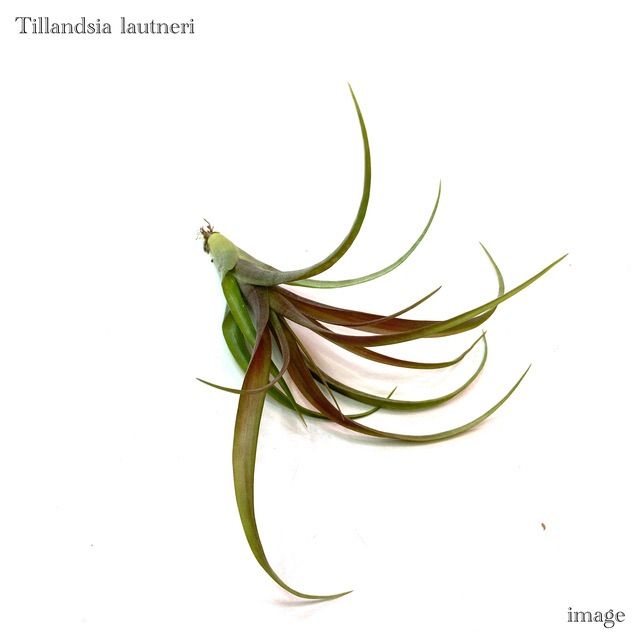 チランジア ラウトネリ (エアープランツ ティランジア lautneri