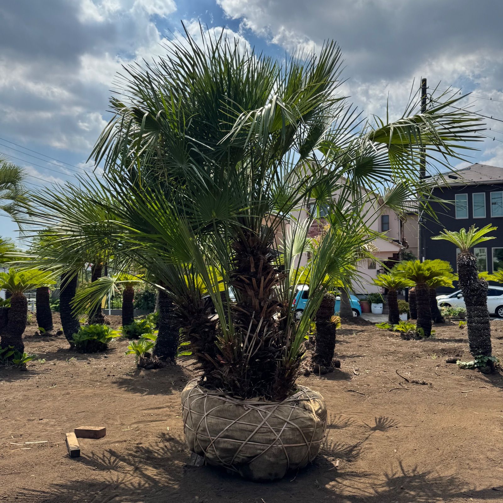 4,4m】 ビロウヤシ ビロウヤシ｜Livistona Chinensis | DESERT INC.