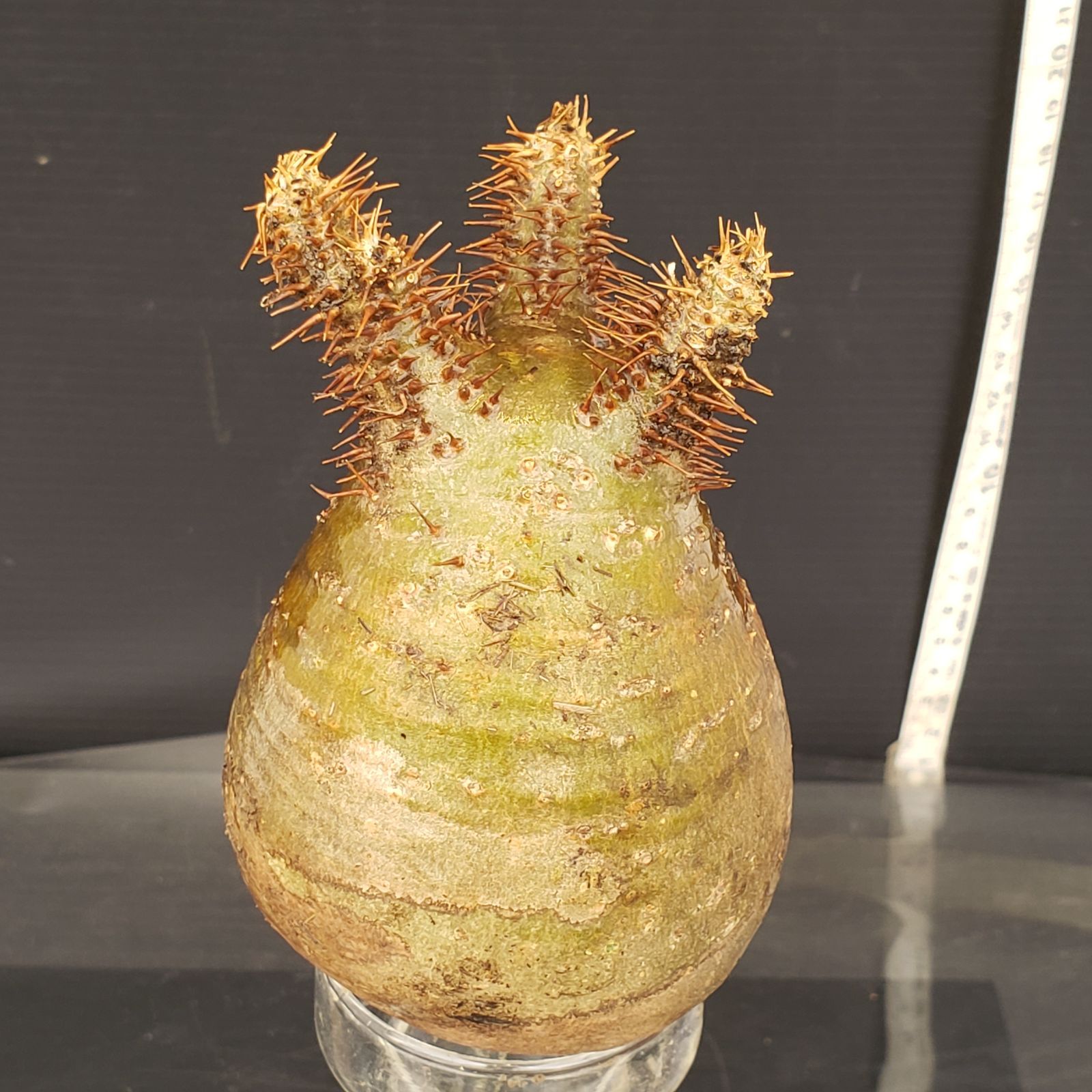 【国内在庫】 B061【最新到着】Pachypodium グラキリス（L）（現地球・抜き苗 塊根植物・コーデックス